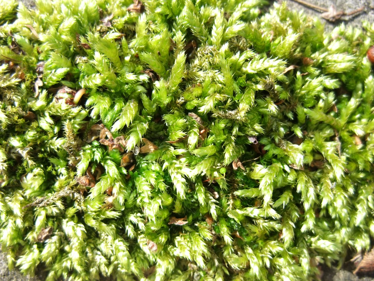 Moss on the patio