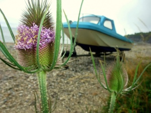 Monmouth beach flora