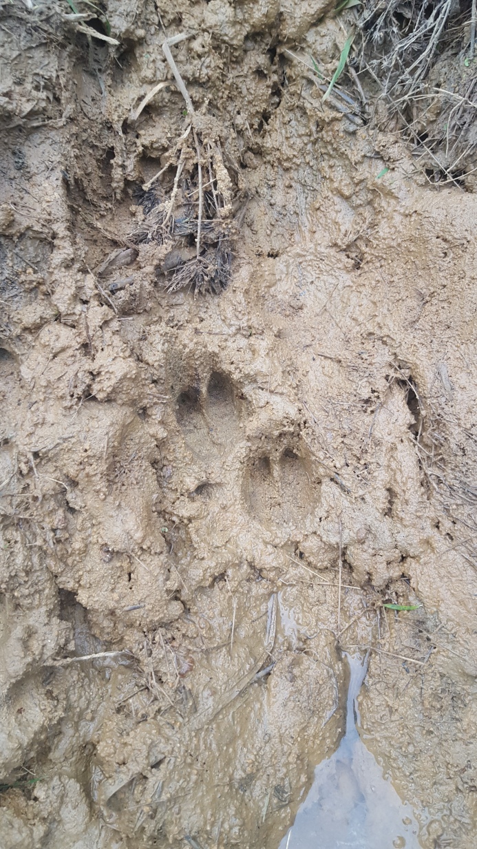 Wild boar tracks